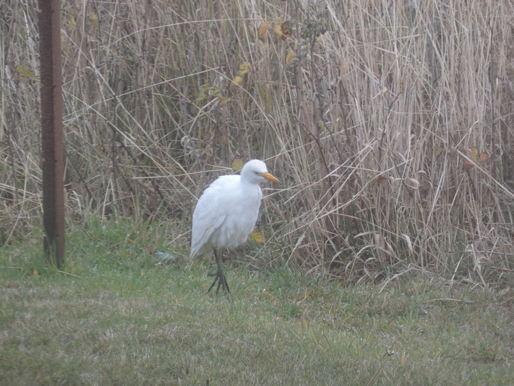 Western Cattle Egret - ML439680871