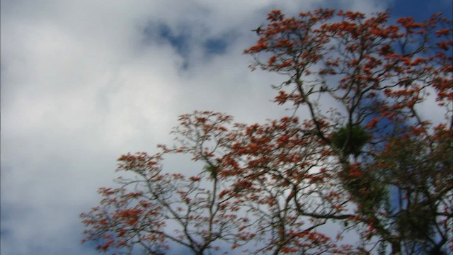 Cuban Parakeet - ML439681