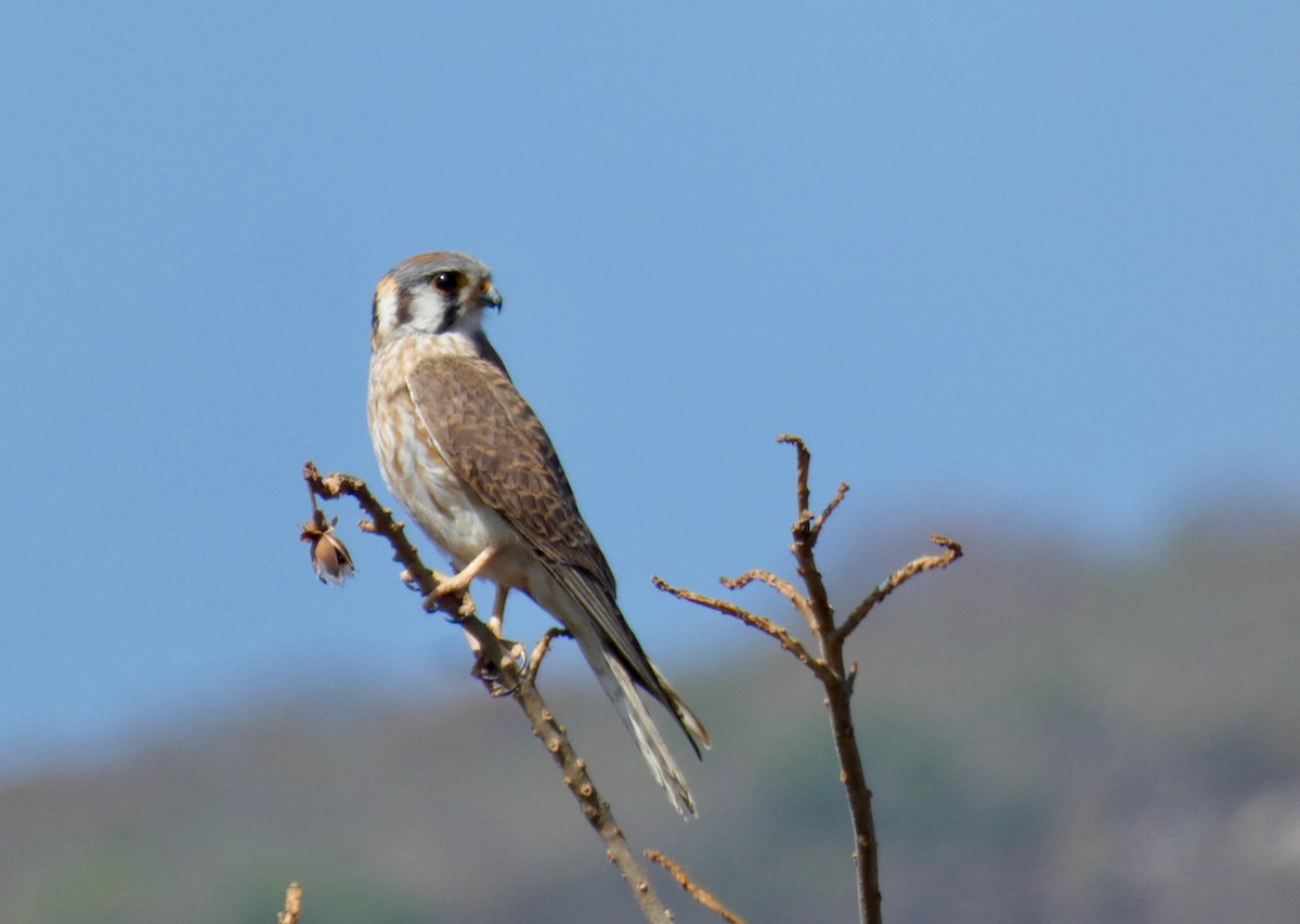 American Kestrel - ML439681921