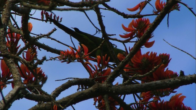 Cuban Parakeet - ML439682