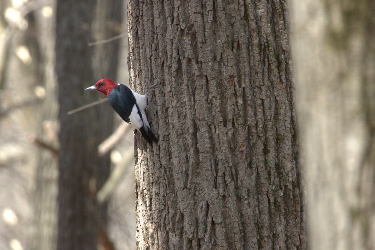 Red-headed Woodpecker - ML439683191