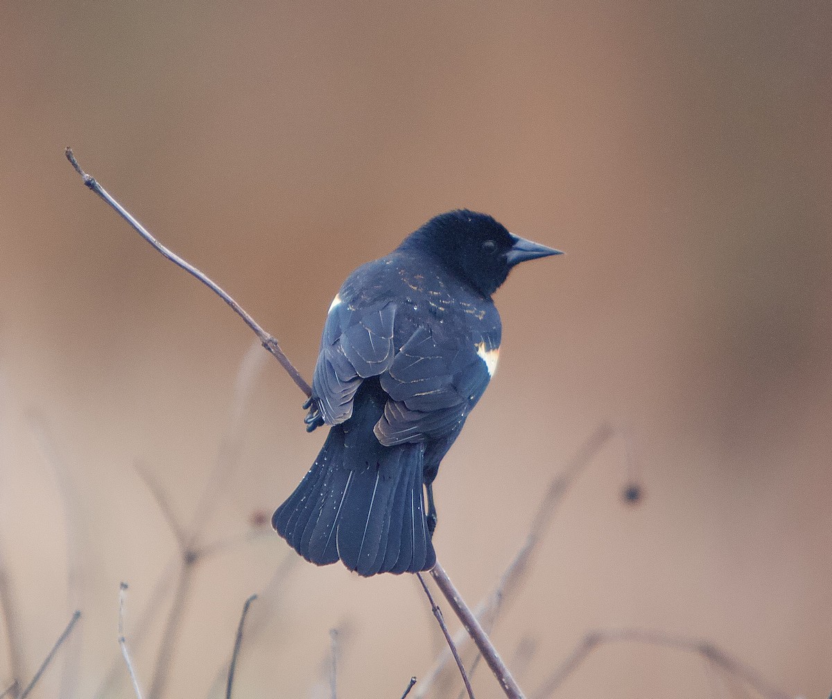 Red-winged Blackbird - ML439683631