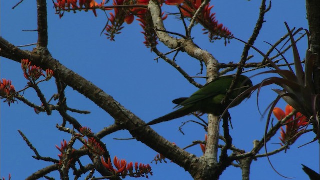 Cuban Parakeet - ML439684