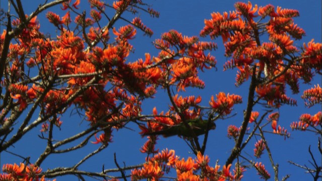 Aratinga Cubana - ML439685
