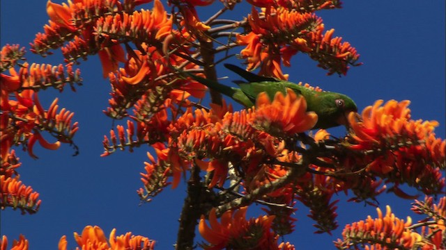 Aratinga Cubana - ML439686