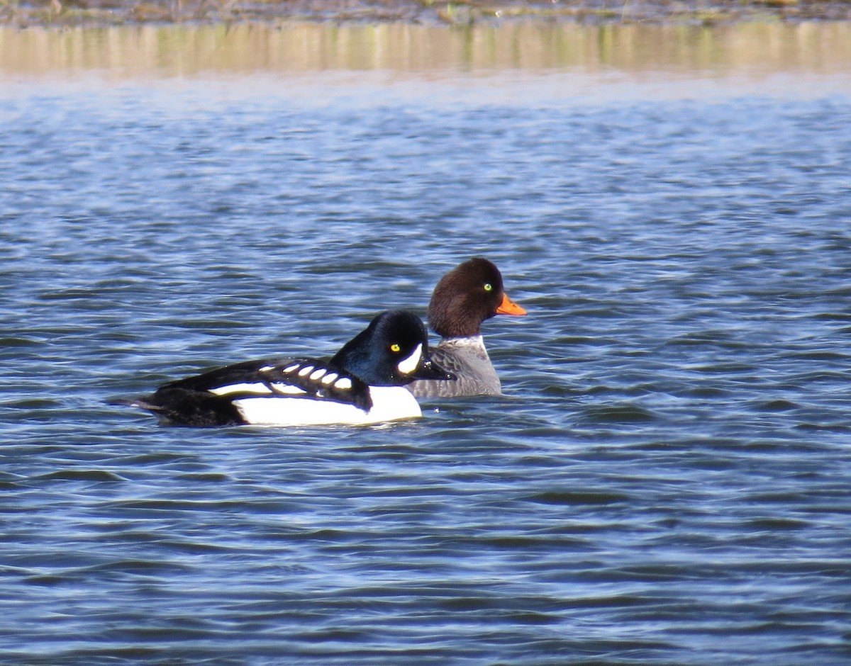 Barrow's Goldeneye - ML439686671