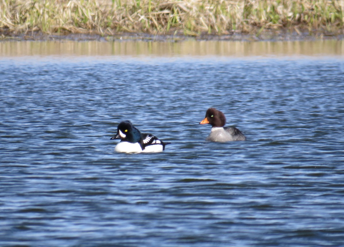 Barrow's Goldeneye - ML439686691