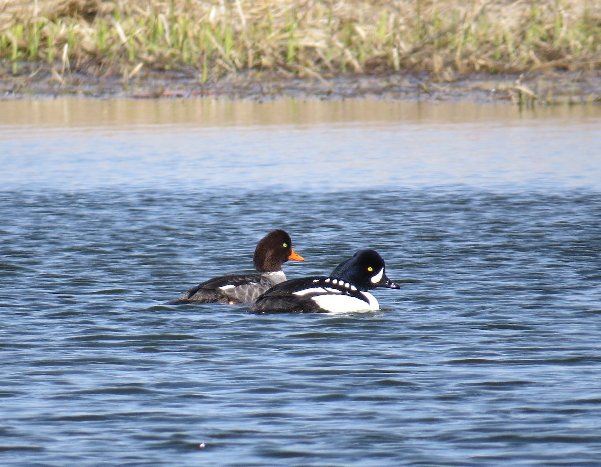 Barrow's Goldeneye - Marya Moosman