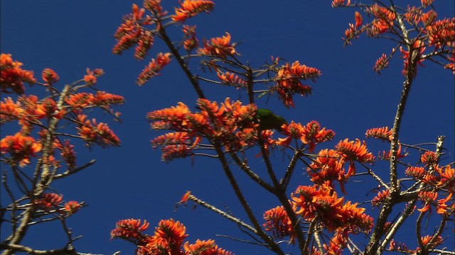 Cuban Parakeet - ML439687