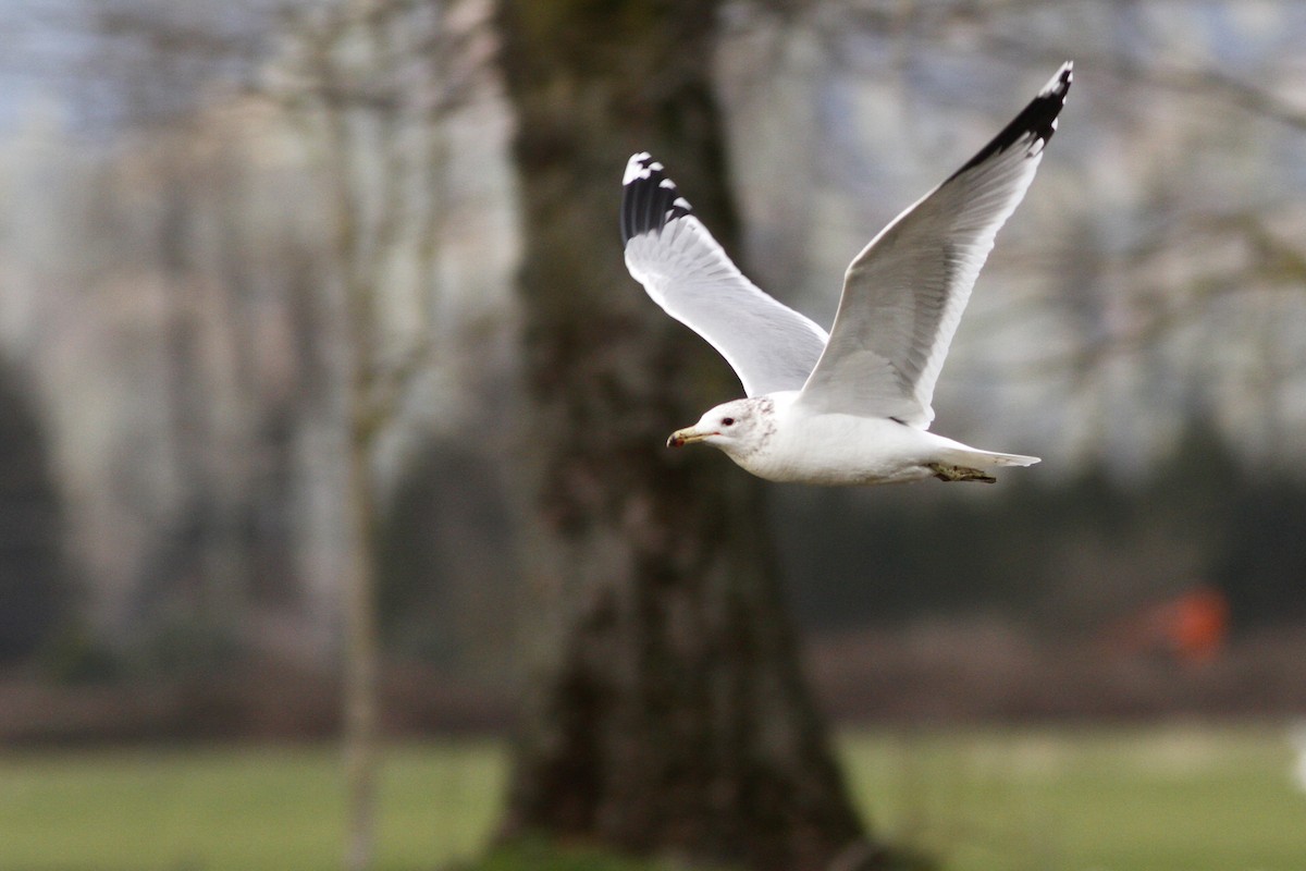 California Gull - ML43968761