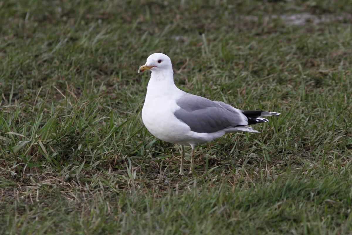 California Gull - ML43968781