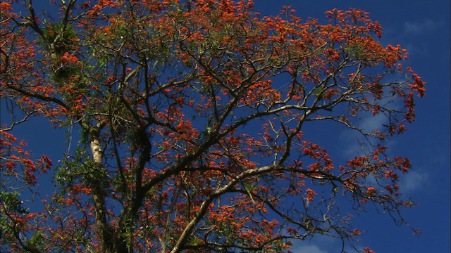Aratinga Cubana - ML439688