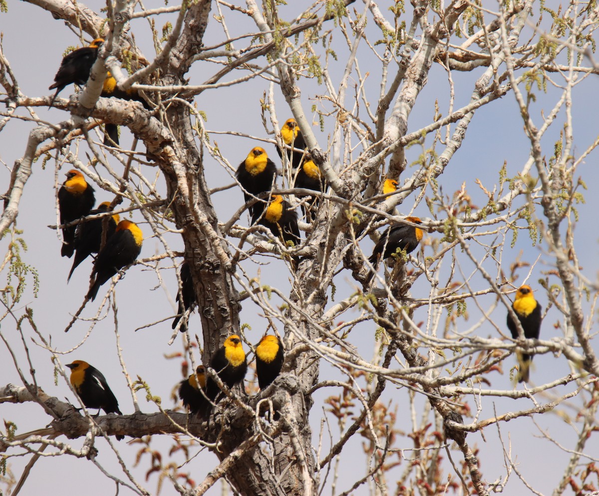 Yellow-headed Blackbird - ML439688041