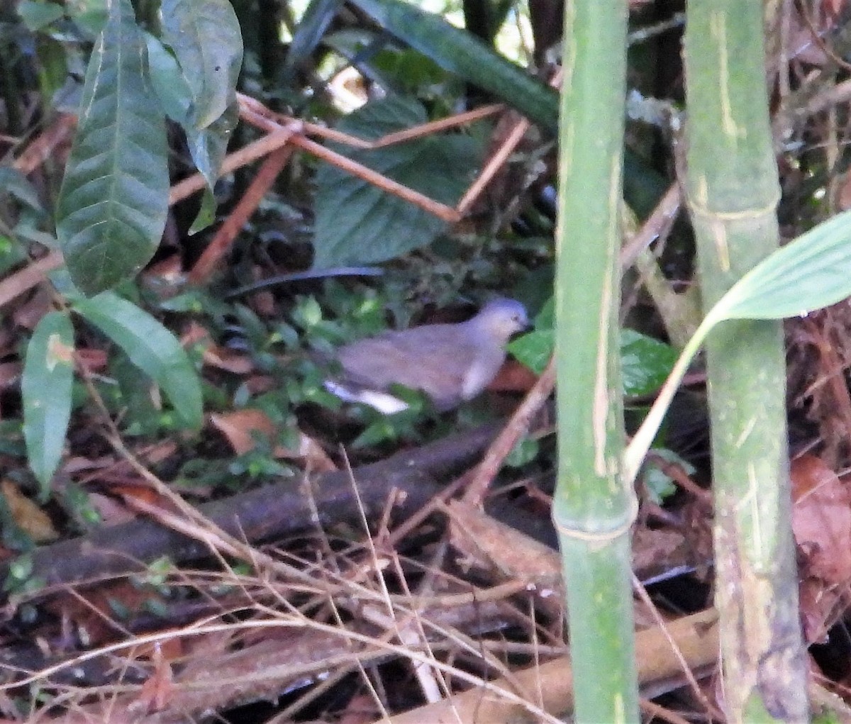 holub šedohlavý - ML439688101