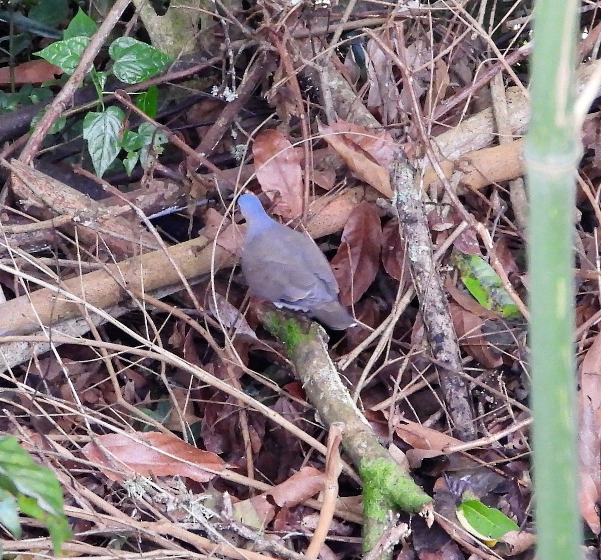 Gray-headed Dove - ML439688161