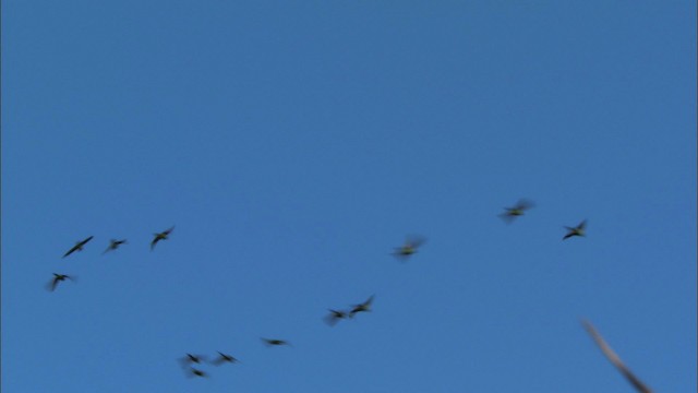Aratinga Cubana - ML439689