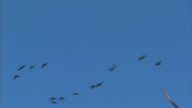 Cuban Parakeet - ML439689