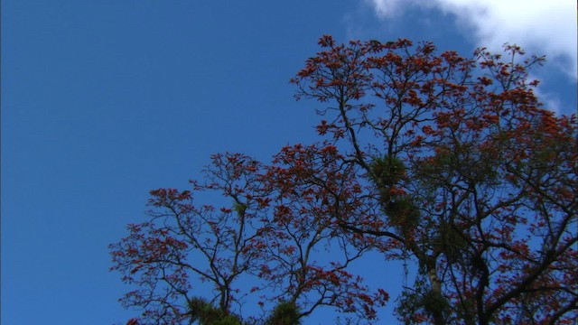 Amazona Cubana (leucocephala) - ML439690