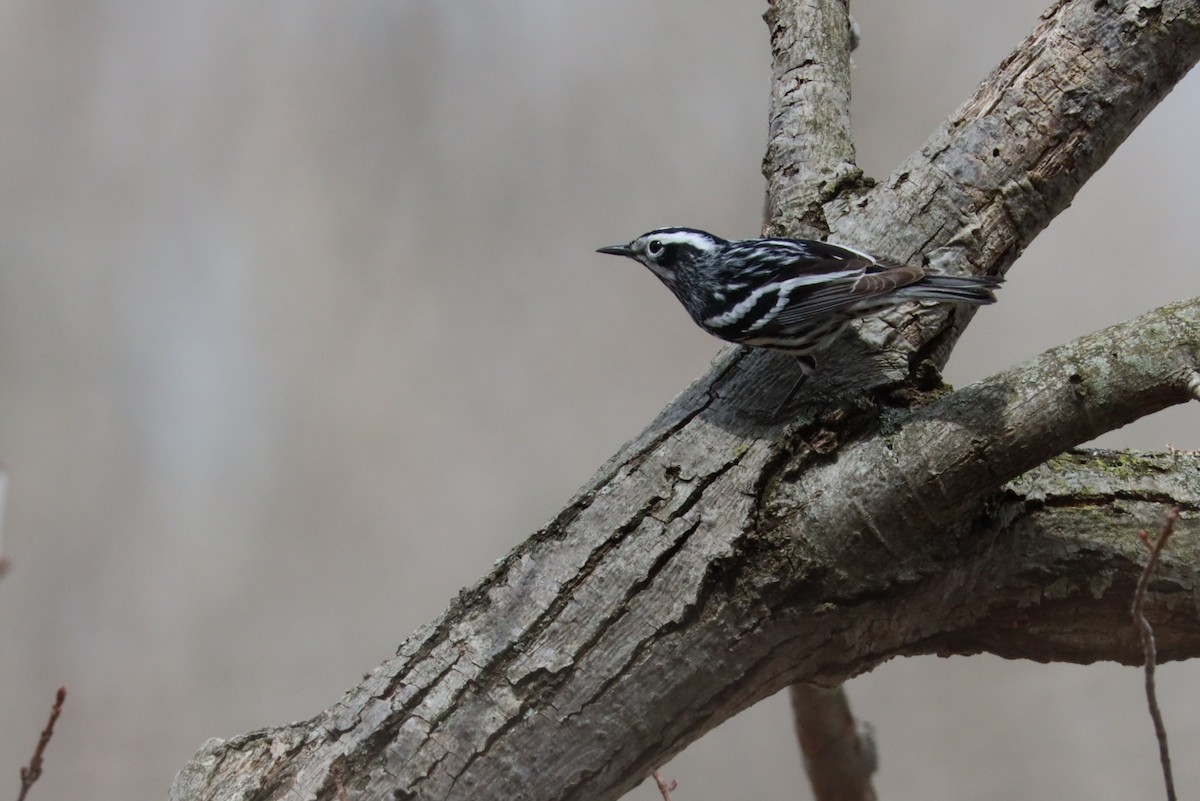 Black-and-white Warbler - ML439690881