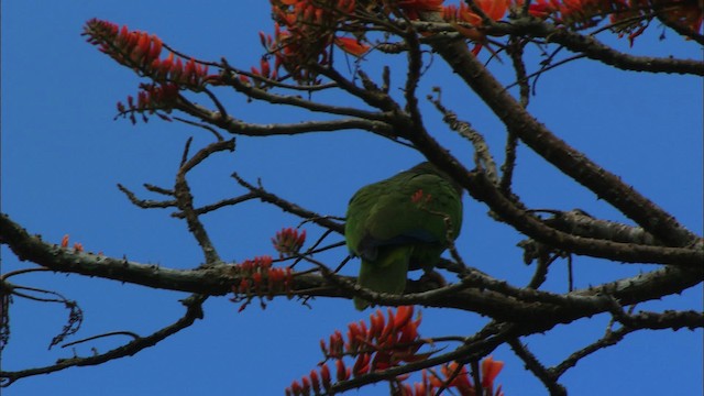 サクラボウシインコ（leucocephala） - ML439691