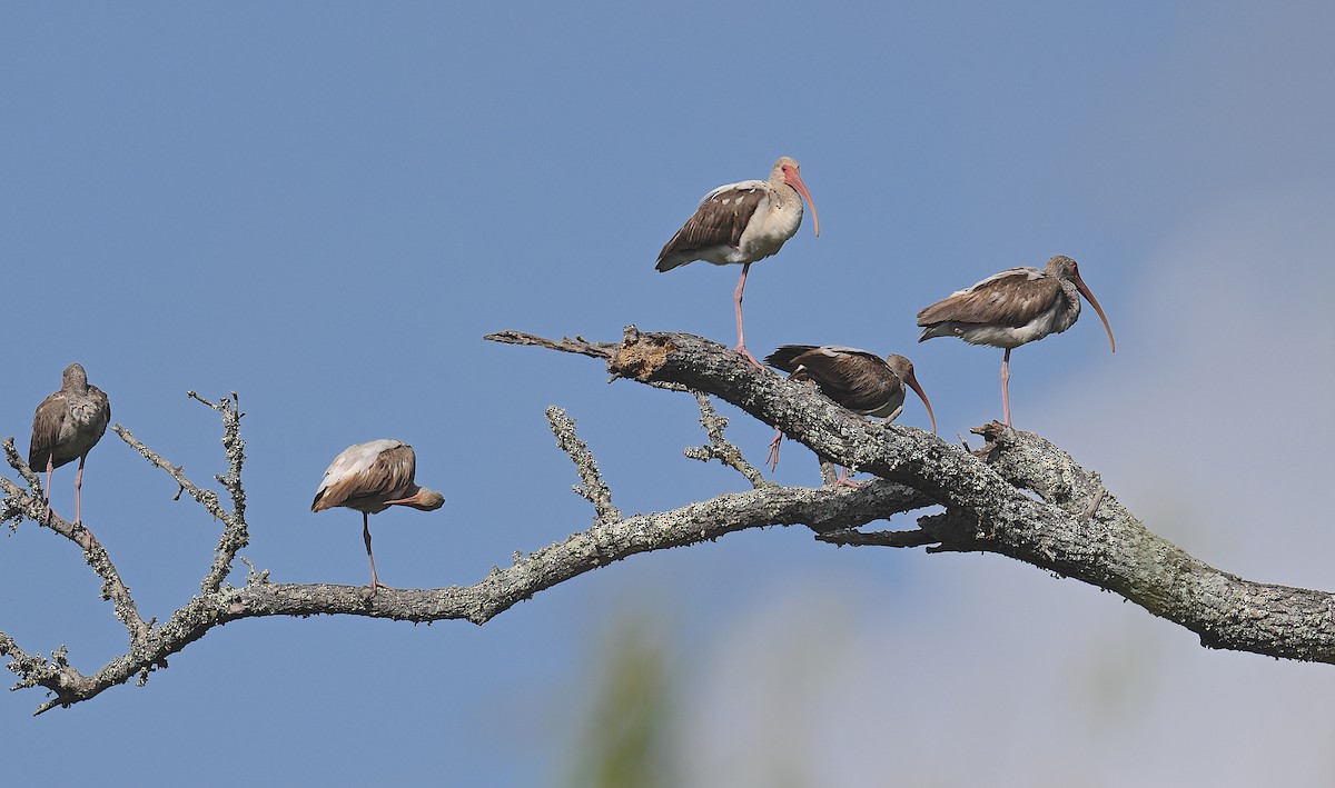 Ibis Blanco - ML439691051