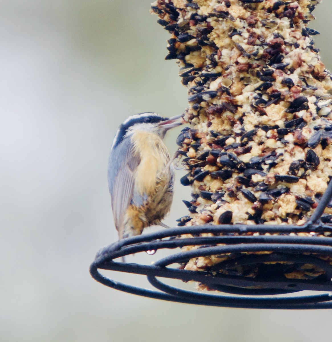 Red-breasted Nuthatch - ML439691481