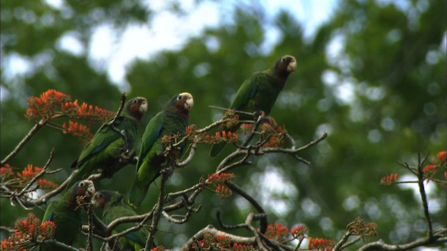 サクラボウシインコ（leucocephala） - ML439692