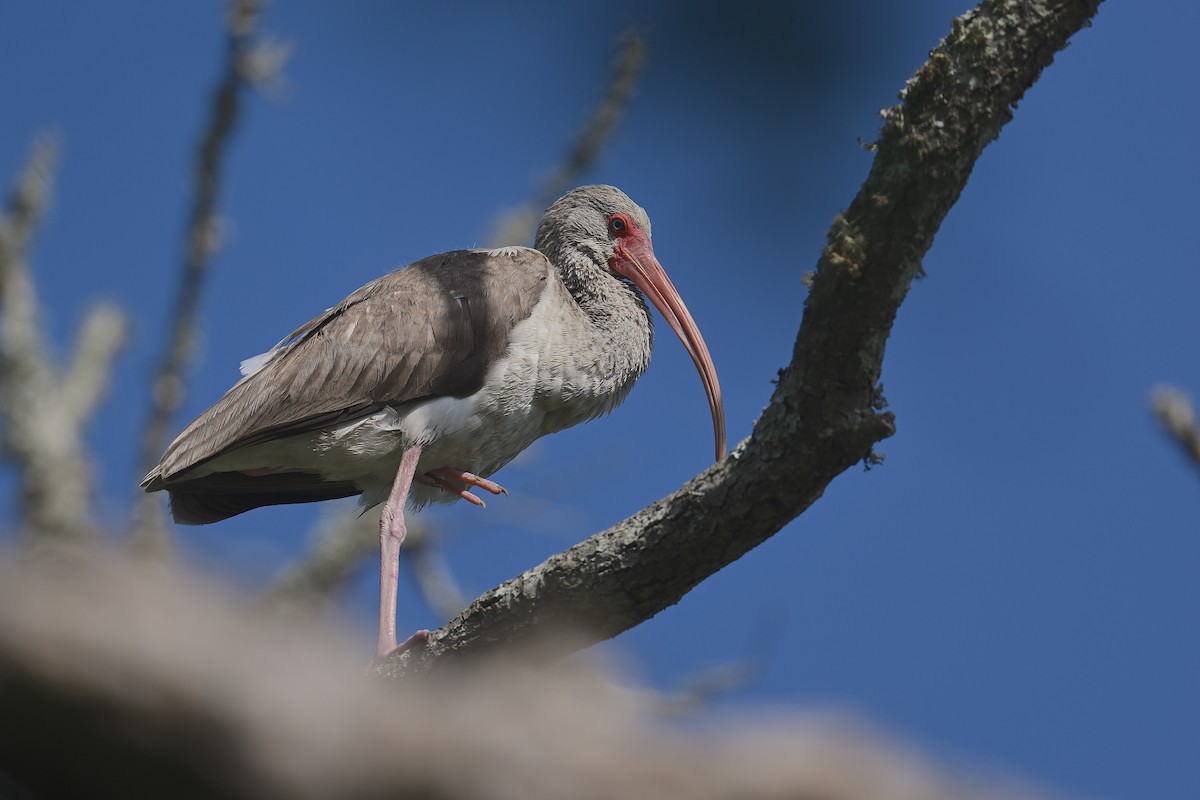 Ibis Blanco - ML439692091