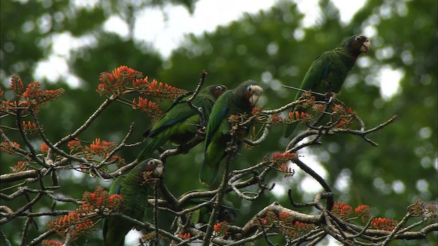 サクラボウシインコ（leucocephala） - ML439693