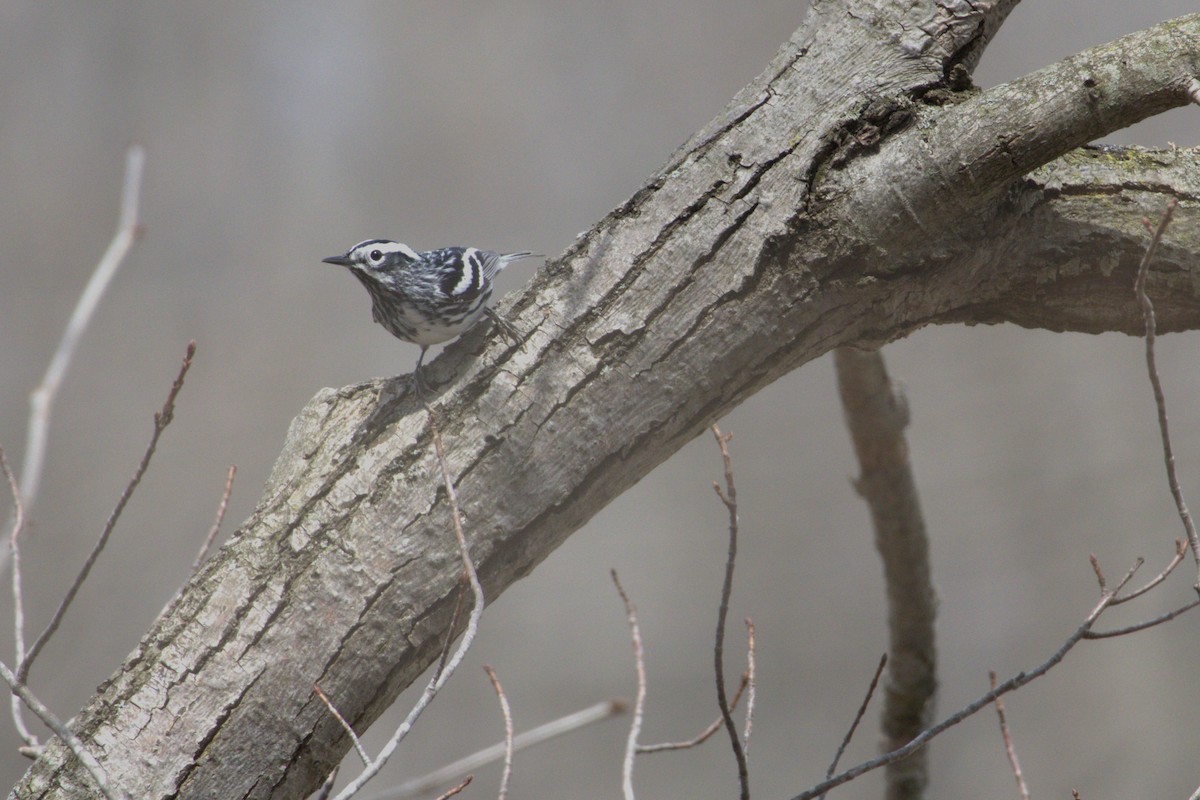 Black-and-white Warbler - ML439693231