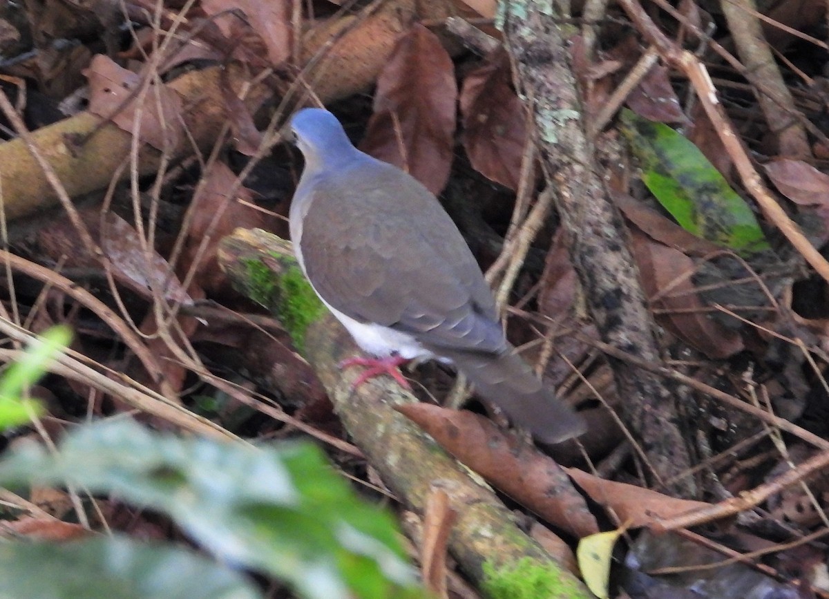 Gray-headed Dove - ML439693961