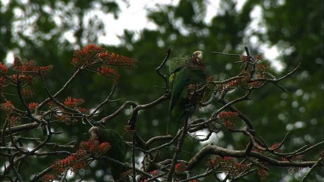 Amazona Cubana (leucocephala) - ML439694