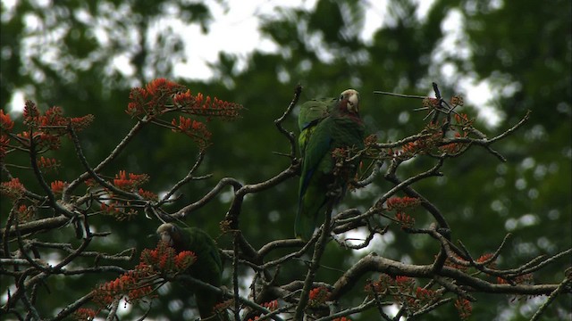 サクラボウシインコ（leucocephala） - ML439694