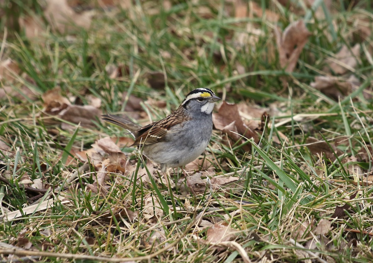 White-throated Sparrow - ML43969501