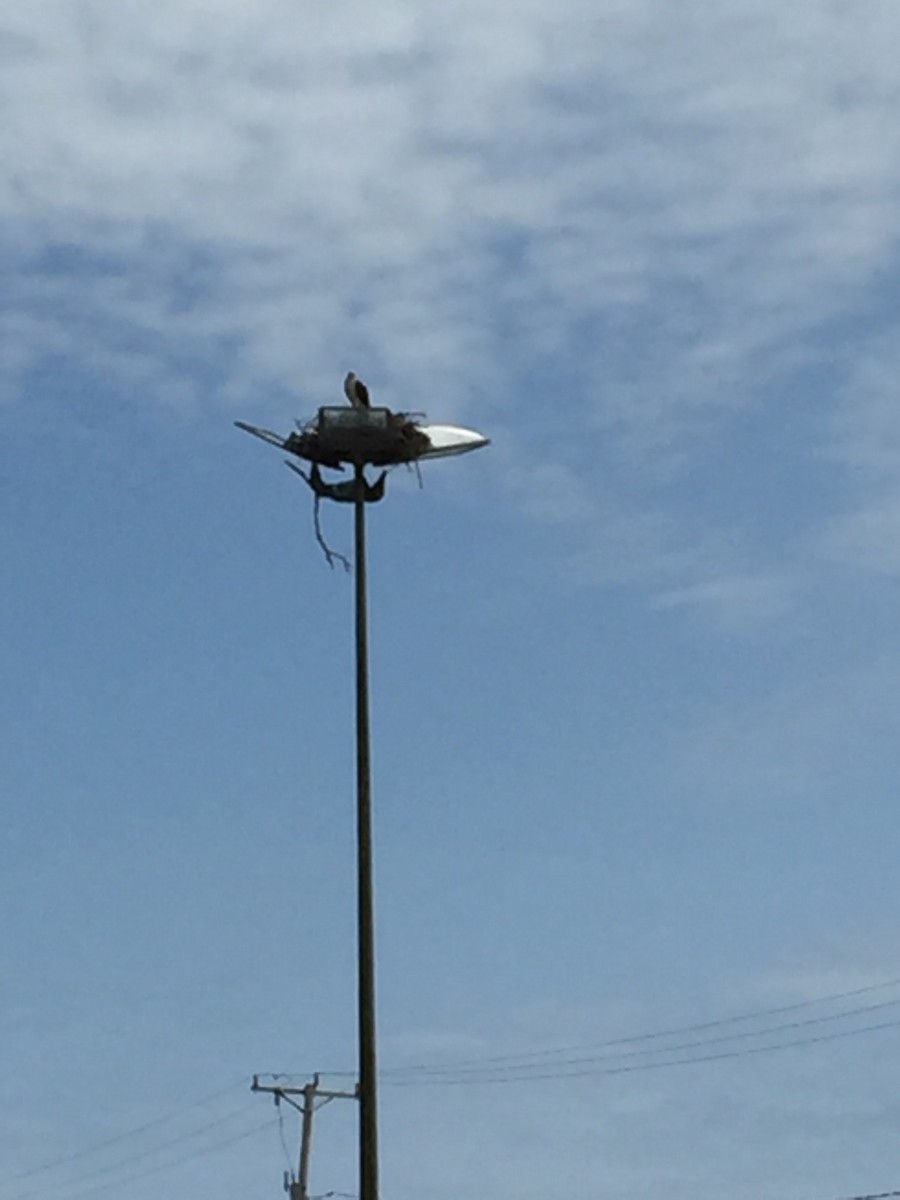 Загасч явлаг - ML439695271