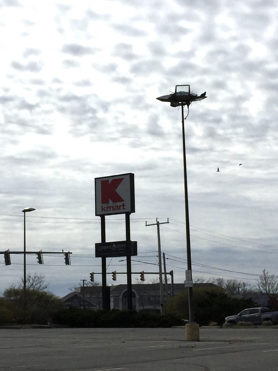 Загасч явлаг - ML439695281