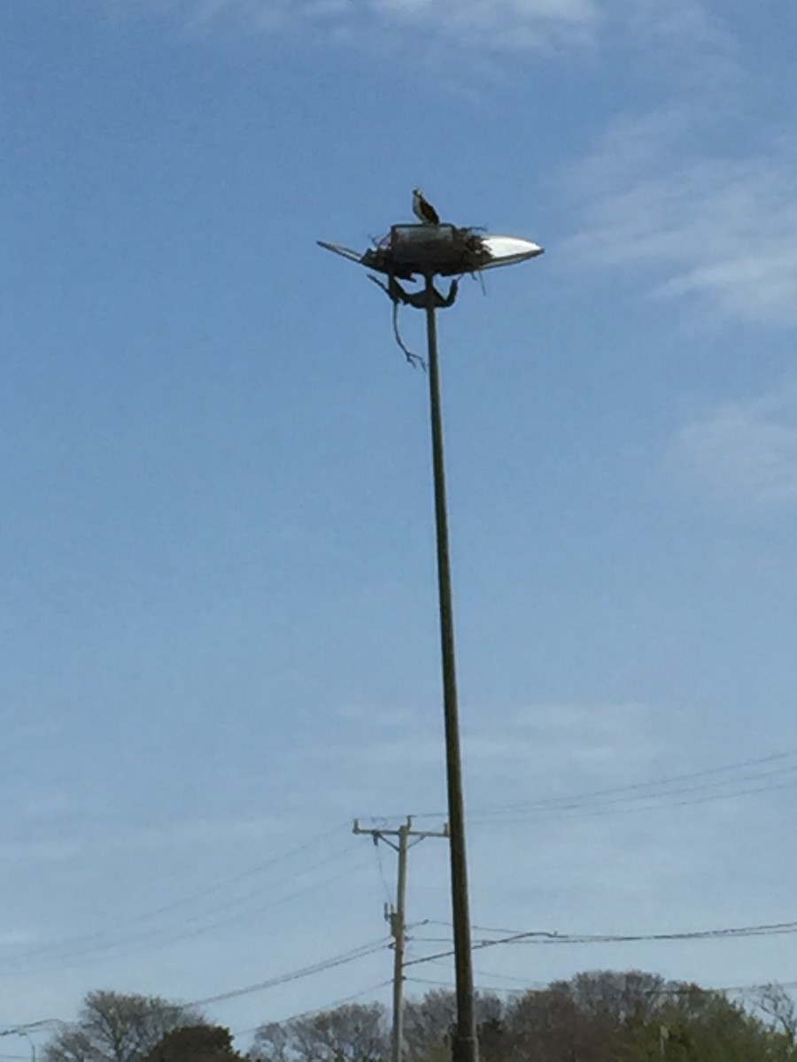 Загасч явлаг - ML439695301