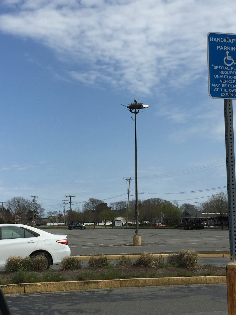 Загасч явлаг - ML439695321