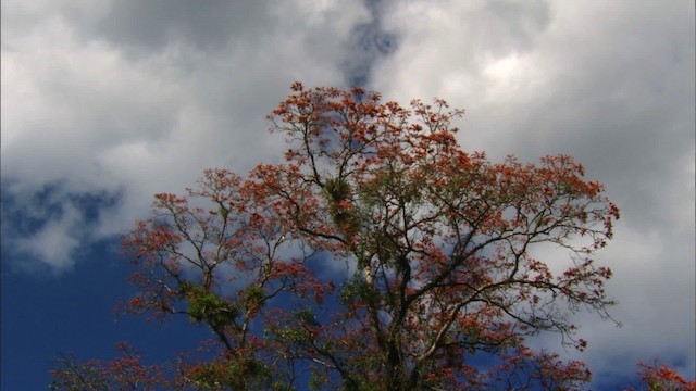 サクラボウシインコ（leucocephala） - ML439696