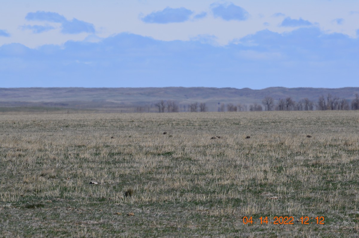 Long-billed Curlew - Michael Melius