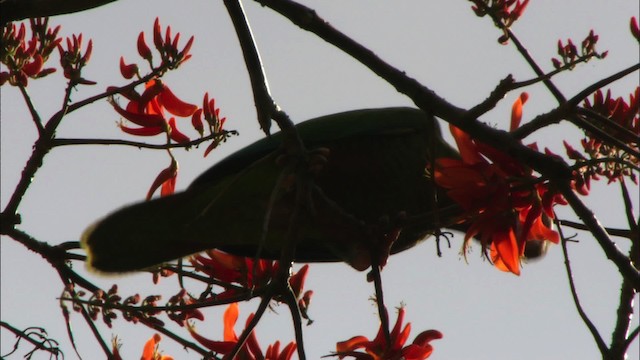 Амазон кубинський (підвид leucocephala) - ML439697