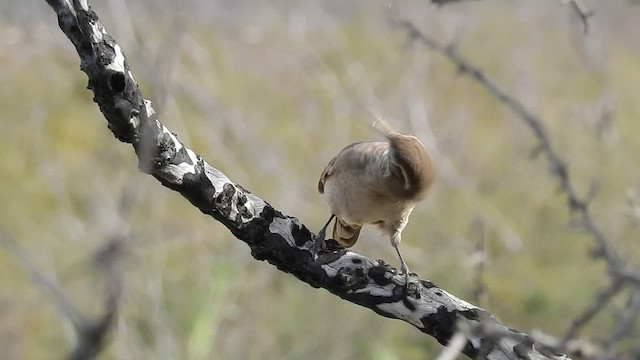 Scale-throated Earthcreeper - ML439697131