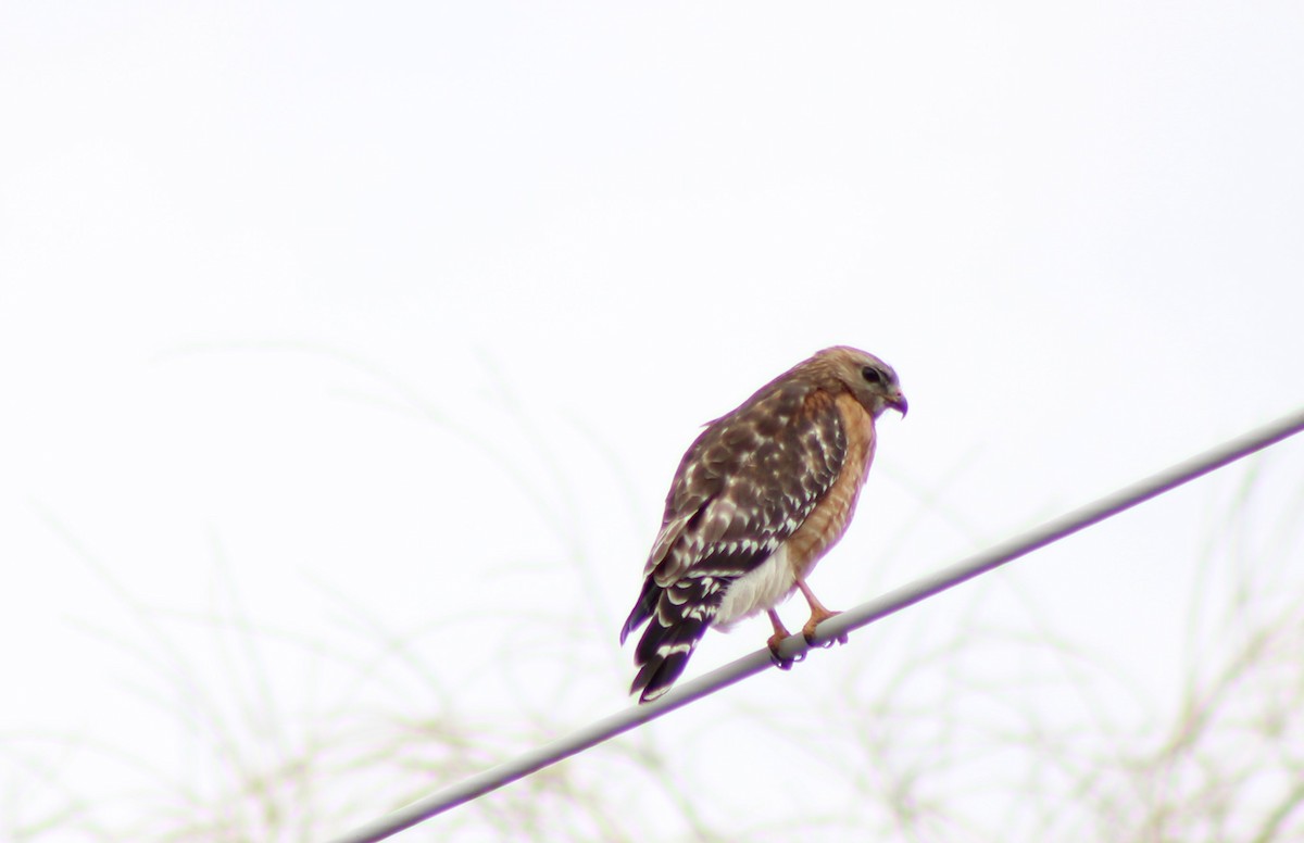 Red-shouldered Hawk - ML439700431