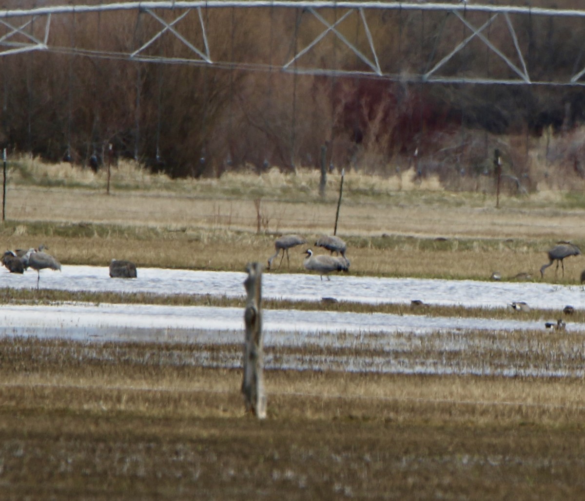 Common Crane - ML439701451