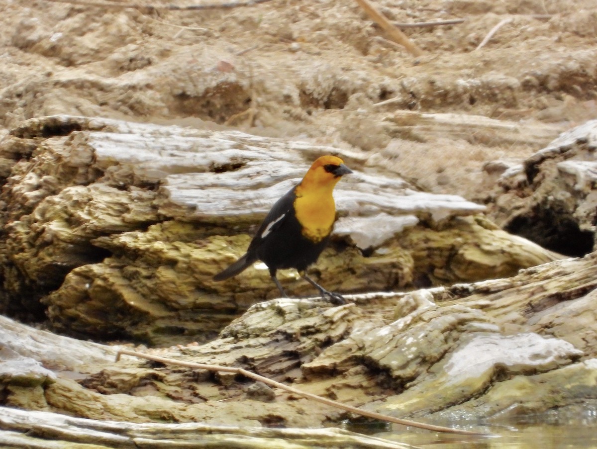 Yellow-headed Blackbird - ML439702501