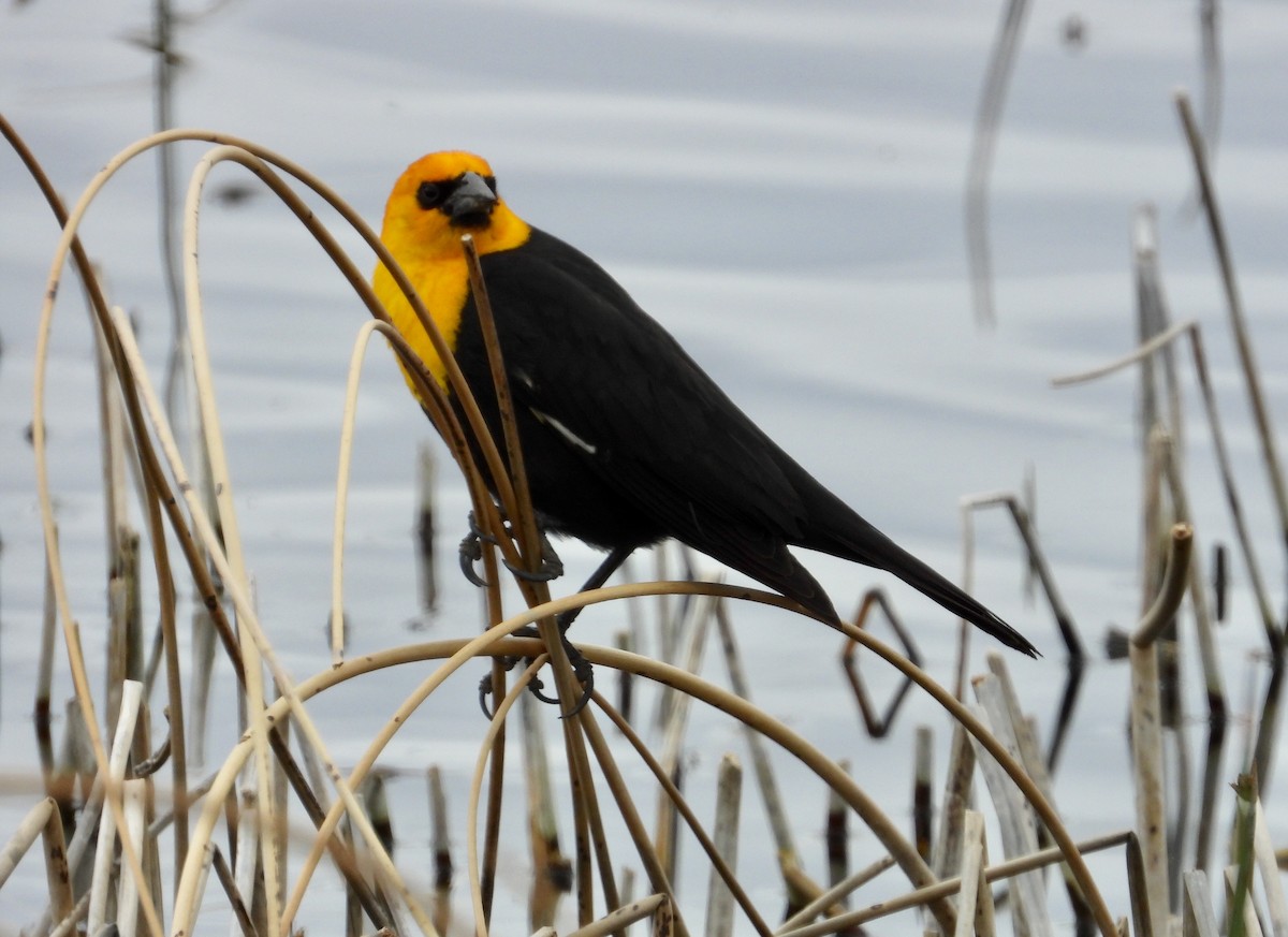 Yellow-headed Blackbird - ML439702541