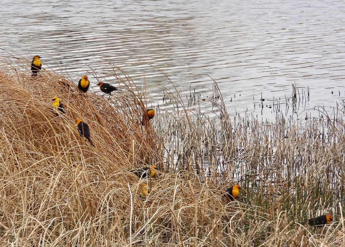 Yellow-headed Blackbird - ML439702601