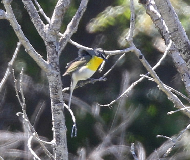 Yellow-breasted Chat - Michael Hawk