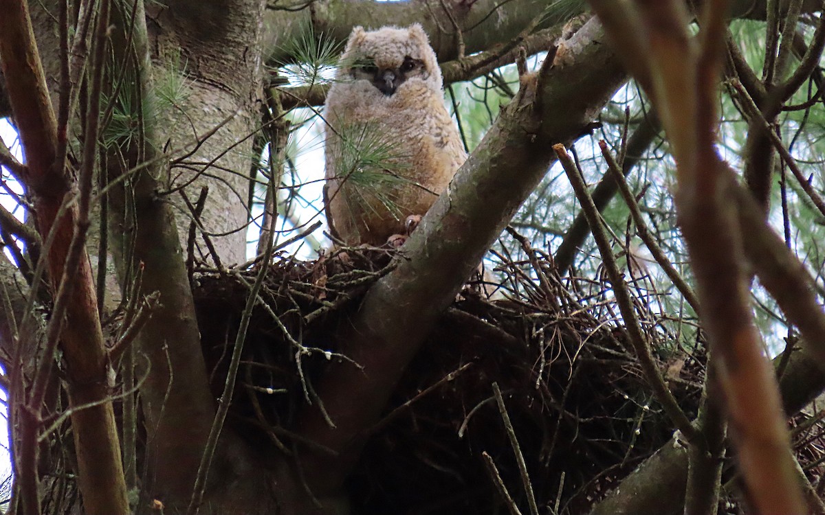 Great Horned Owl - ML439705591