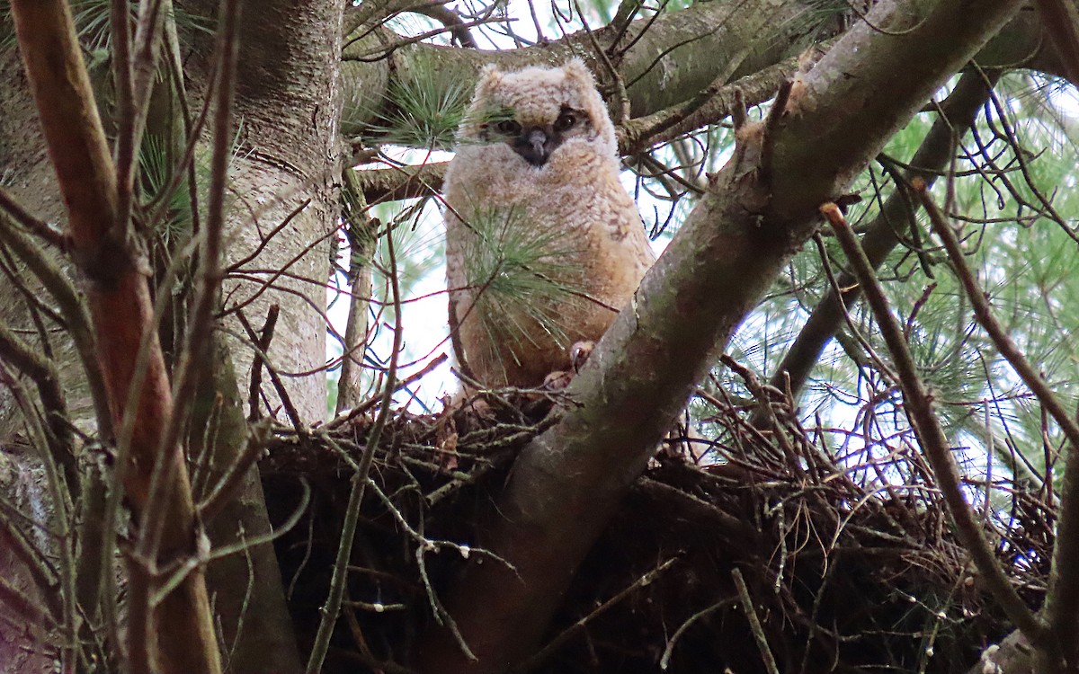 Great Horned Owl - ML439705611